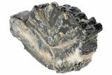 Mammoth Molar Slice With Case - South Carolina #99518-2